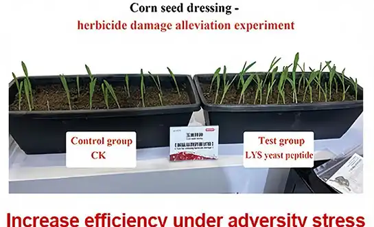 Mastering Root Development: The Science of Peptide Root Boosters